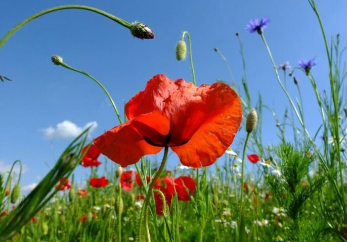 Mohnblume-1080x675
